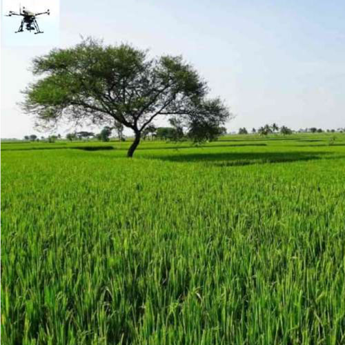 Agriculture Drone Services